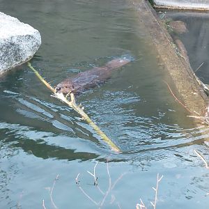 North American beaver