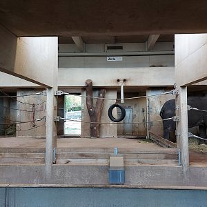 Asian elephant indoors