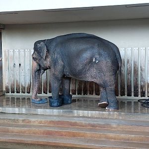 Asian elephant medical treatment