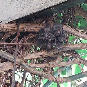 Amazon house - free-flying Seba's short tailed bats