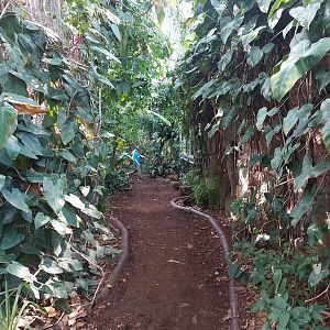 Amazon house - Upper pathway with terraria