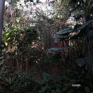 Amazon house - Green oropendola aviary