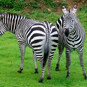 Plains zebras; Marwell; 31st August 2023