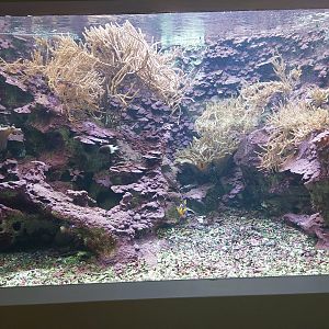 Aquarium - Coral reef tank example