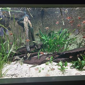 Aquarium - Tropical freshwater tank example