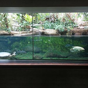 Aquarium - SE Asian landscape aquarium