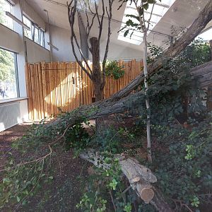 Serval indoor exhibit