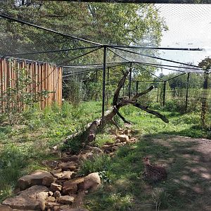 Serval outdoor exhibit