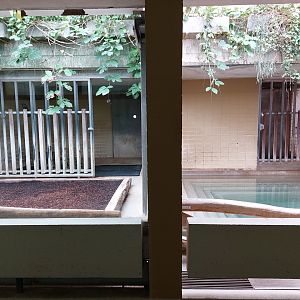 Malayan tapir indoors
