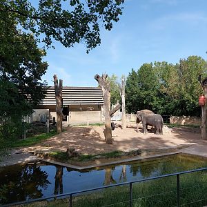Asian elephant outdoors