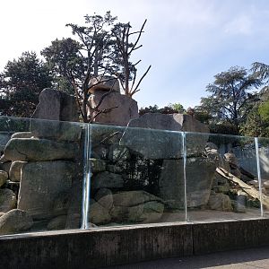 Gelada, Barbary sheep & rock hyrax exhibit