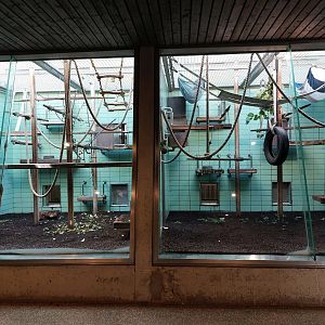 Javan lutung indoors