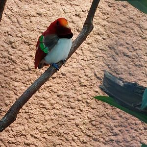 King bird-of-paradise