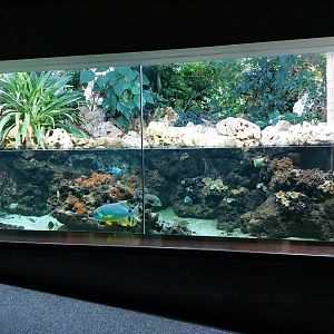 Aquarium - Large coral reef landscape tank