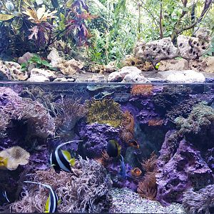 Aquarium - Small coral reef landscape tank