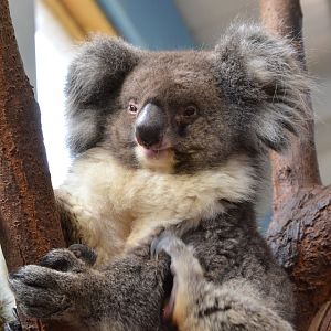 Southern koala (Phascolarctos cinereus victor)