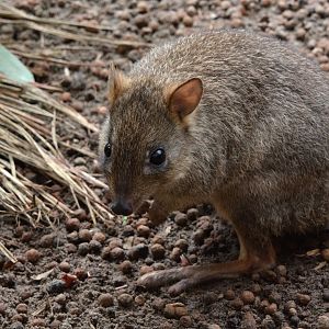 Western brush-tailed bettong (Bettongia penicillata ogilbyi)
