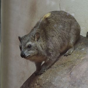 Arabian rock hyrax (Procavia capensis jayakari)