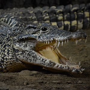 Cuban crocodile (Crocodylus rhombifer)