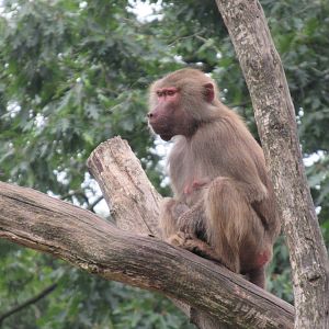 09 2023 Hamadryas Baboon