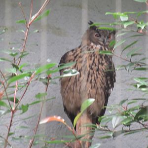 09 2023 Eurasian eagle-owl