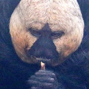 White-faced saki monkey; London Zoo; 21st May 2023