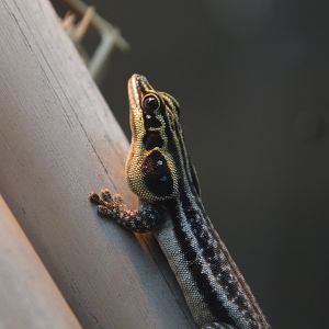 Pronk's day gecko (Phelsuma pronki)