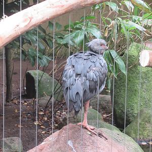 09 2023 Southern screamer - juvenile (july 23)