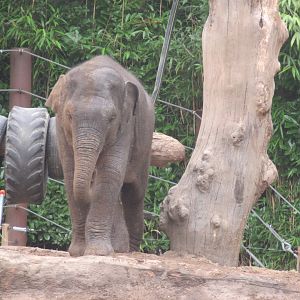 09 2023 - Asian Elephant - female, juvenile 'Yindi' (nov '20)