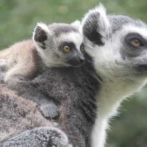 09 2023 - Ring tailed lemurs, 1 adult, 1 juvenile (sept '23)