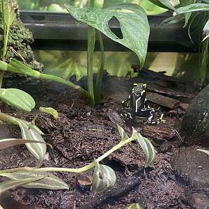 Poison dart frog species at Amazon World IOW 140923