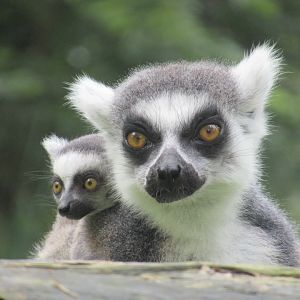 09 2023 - Ring tailed lemurs, 1 adult female, 1 juvenile (sept '23)