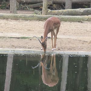 09 2023 - Impala, adult male