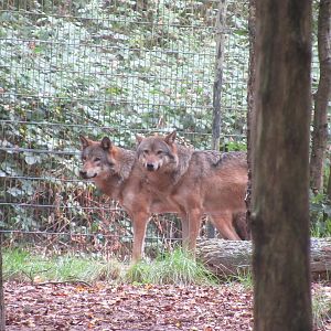 09 2023 - Grey wolves