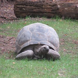 09 2023 - Floreana giant tortoise