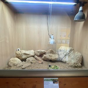 North African mastigure exhibit - IOW Reptilarium 150923