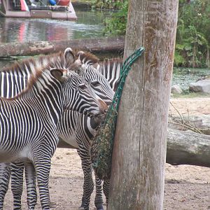 09 2023 - Grévy zebra's