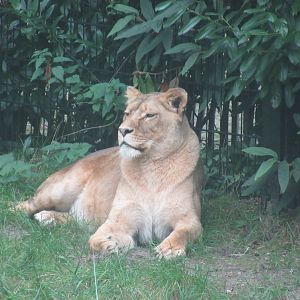 09 2023 - African lion, adult female