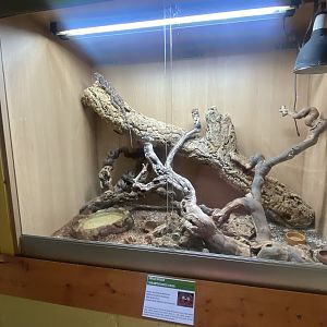 Frilled-neck lizard exhibit - IOW Reptilarium 150923