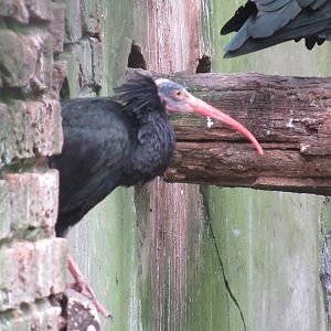 09 2023 - Northern bald ibis