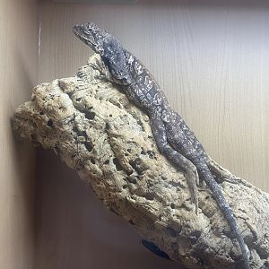 Frilled-neck lizard - IOW Reptilarium 150923