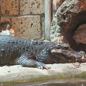 09 2023 - Dwarf crocodile