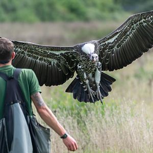 Ruppell's griffon vulture, Banham, UK