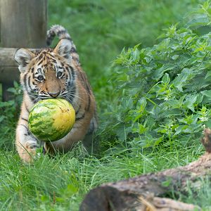 Tiger cub, Banham, UK
