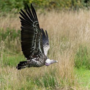 Ruppell's griffon vulture, Banham, UK