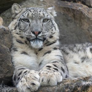 Snow leopard, Banham, UK