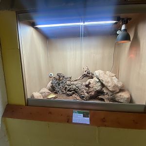 Ocellated lizard exhibit - IOW Reptilarium 150923