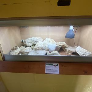 Leopard gecko exhibit - IOW Reptilarium 150923