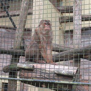 09 2023 - Pig tailed macaque