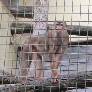 09 2023 - Pig tailed macaque